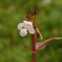 Torenia anagallis (Burm.f.) Wannan, W.R.Barker & Y.S.Liang